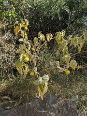Solanum incanum