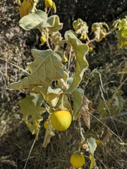 Solanum incanum