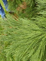 Sequoiadendron