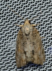 Etanna clopaea