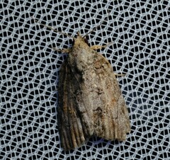 Etanna clopaea