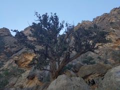 Juniperus seravschanica