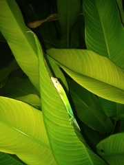 Anolis marmoratus