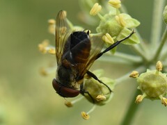 Phasia aurigera