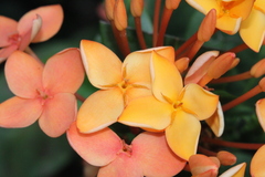 Ixora