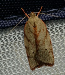 Euchaetis inceptella