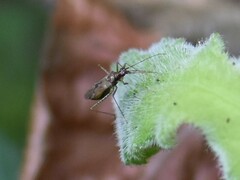 Dicyphus errans