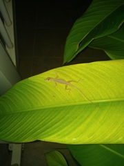Anolis marmoratus