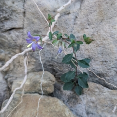 Campanula akhdarensis