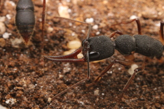 Harpegnathos venator
