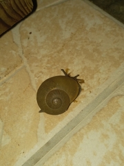 Zachrysia provisoria