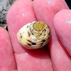 Nerita peloronta