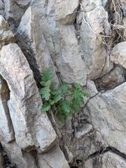 Lavandula nooruddinii