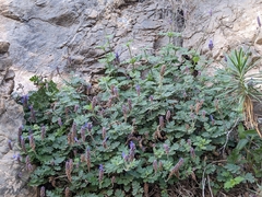 Lavandula nooruddinii