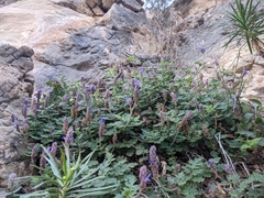 Lavandula nooruddinii