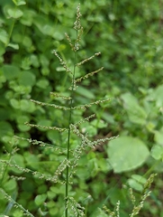 Steinchisma laxum
