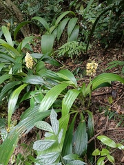 Calanthe