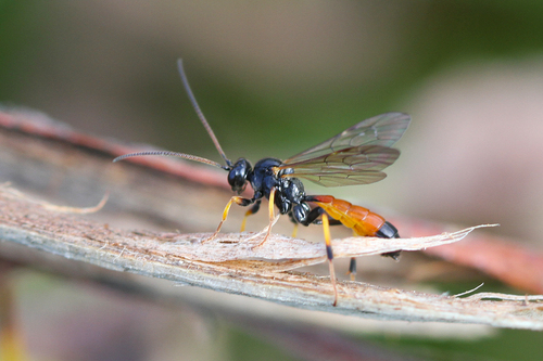 Cosmoconus meridionator