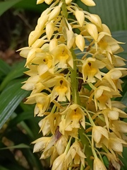 Calanthe