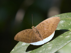 Tanaecia julii