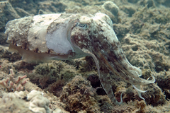 Sepia latimanus
