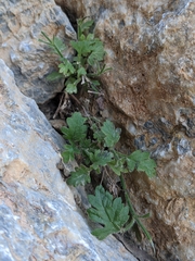Lavandula nooruddinii