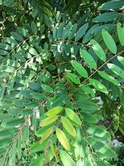 Senna siamea