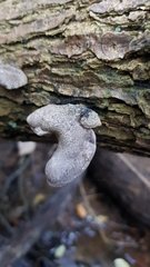 Auricularia cornea