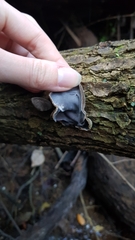 Auricularia cornea