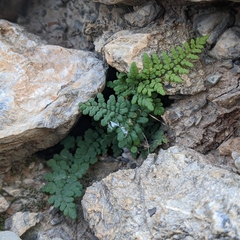Oeosporangium