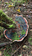 Rhodofomes cajanderi