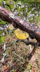 Tremella mesenterica