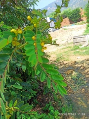 Senna auriculata