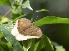 Tanaecia lepidea