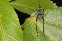 Nisitrus malaya
