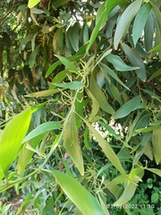 Acacia mangium