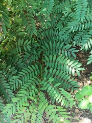 Senna siamea