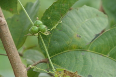 Cucumis maderaspatanus