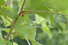 Cucumis maderaspatanus