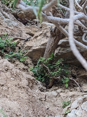Lavandula nooruddinii