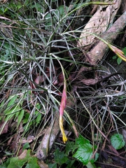 Tillandsia schiedeana