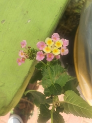 Lantana