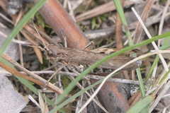 Gomphocerippus rufus