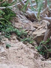 Lavandula nooruddinii