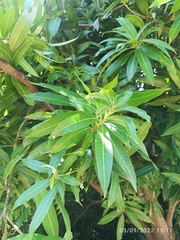 Mangifera indica