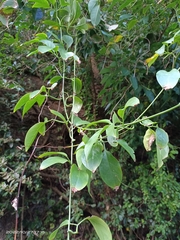 Neoalsomitra clavigera