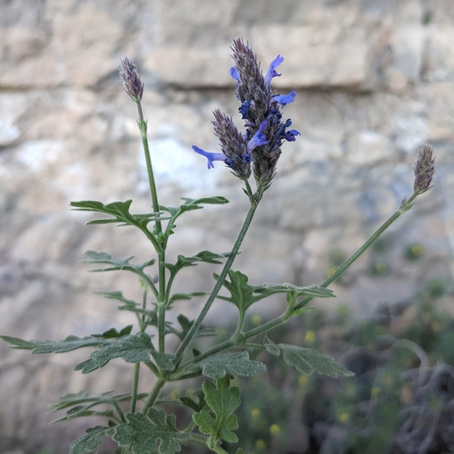 Lavandas (género Lavandula) · Natusfera