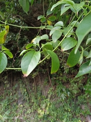 Neoalsomitra clavigera