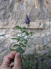Lavandula nooruddinii
