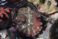 Octopus vulgaris